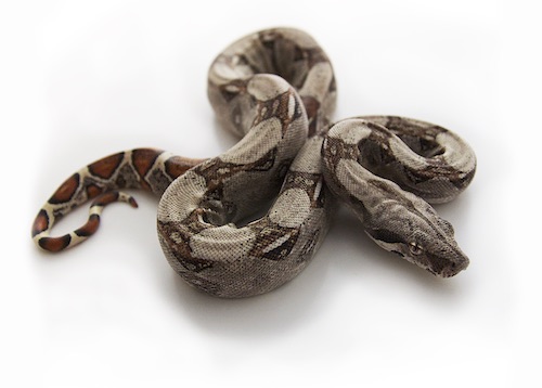 boa constrictor for sale